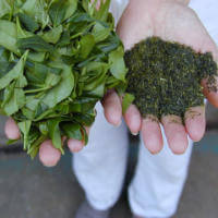 Keiko Teeblätter frisch vom Strauch und daneben der bearbeitete Rohtee