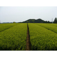 Bio Teefarm von Teelirium in Kagoshima