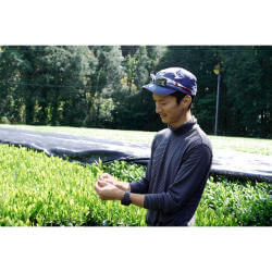 Shutaro Hayashi inspiziert die Teepflanzen im Teegarten