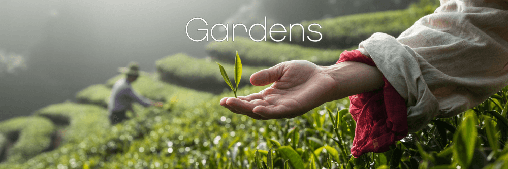 Teas and matcha from various tea gardens and tea producers in Japan